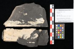 Foto (Objekt + Etikett) von Culmites sp.  (NHMW-GEO-2024-0188-10594)